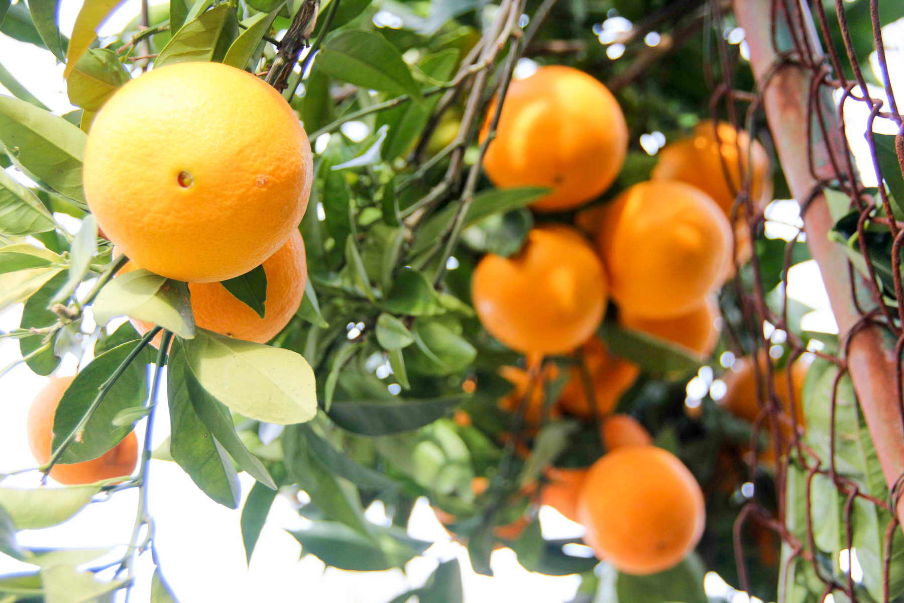 oranges on korcula island